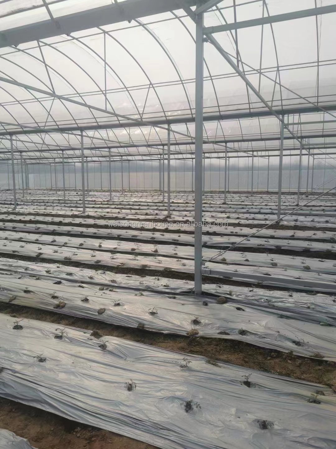 High Quality Tropical Multi Span Agriculture Greenhouse for Vegetable