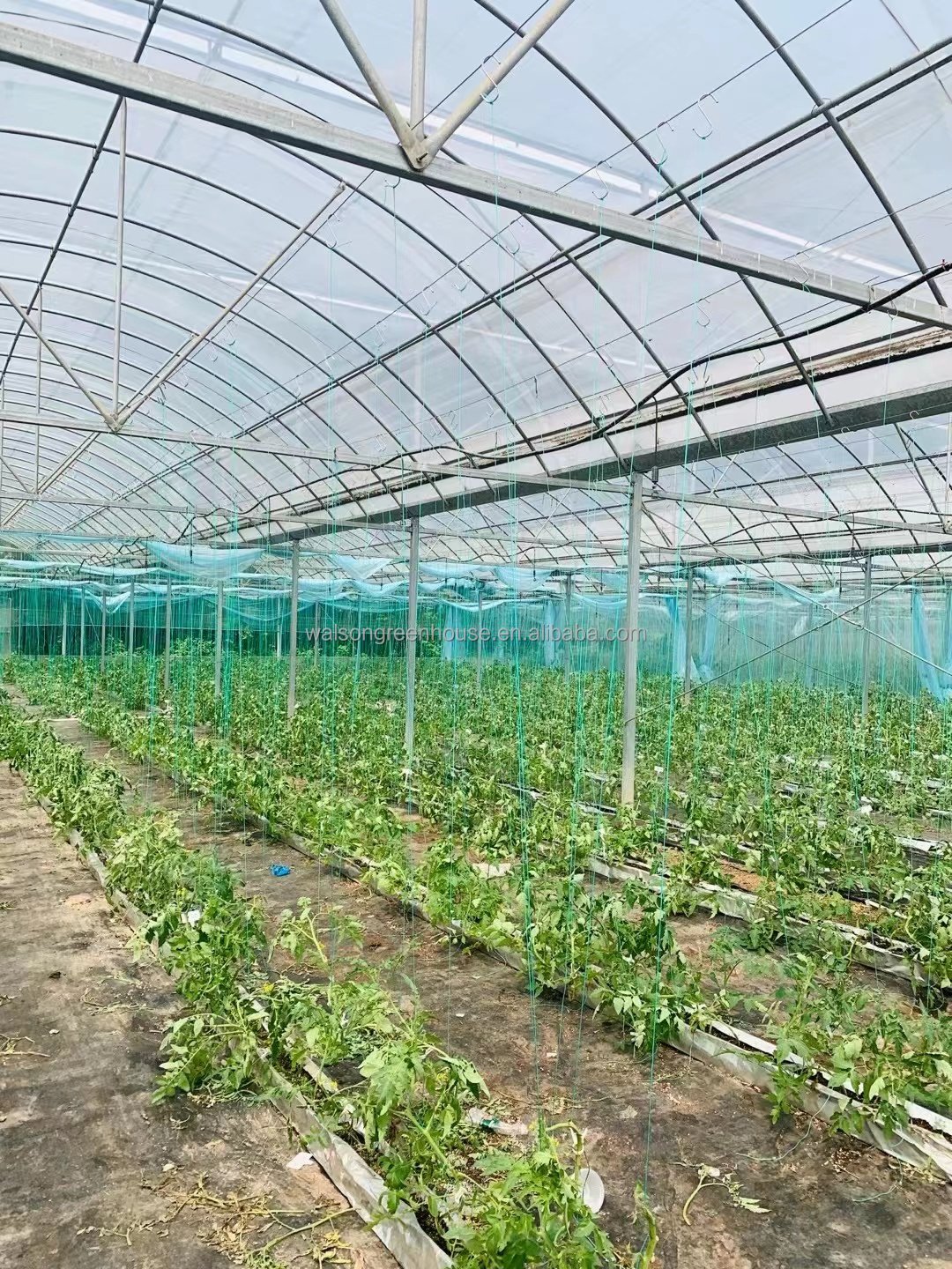 High Quality Tropical Multi Span Agriculture Greenhouse for Vegetable