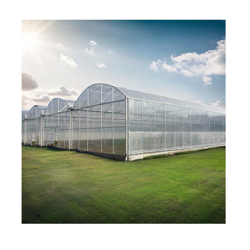Automated Fully Blackout Light Deprivation Agricultural Galvanized Steel Customized Mushroom Tunnel Greenhouse For Sale