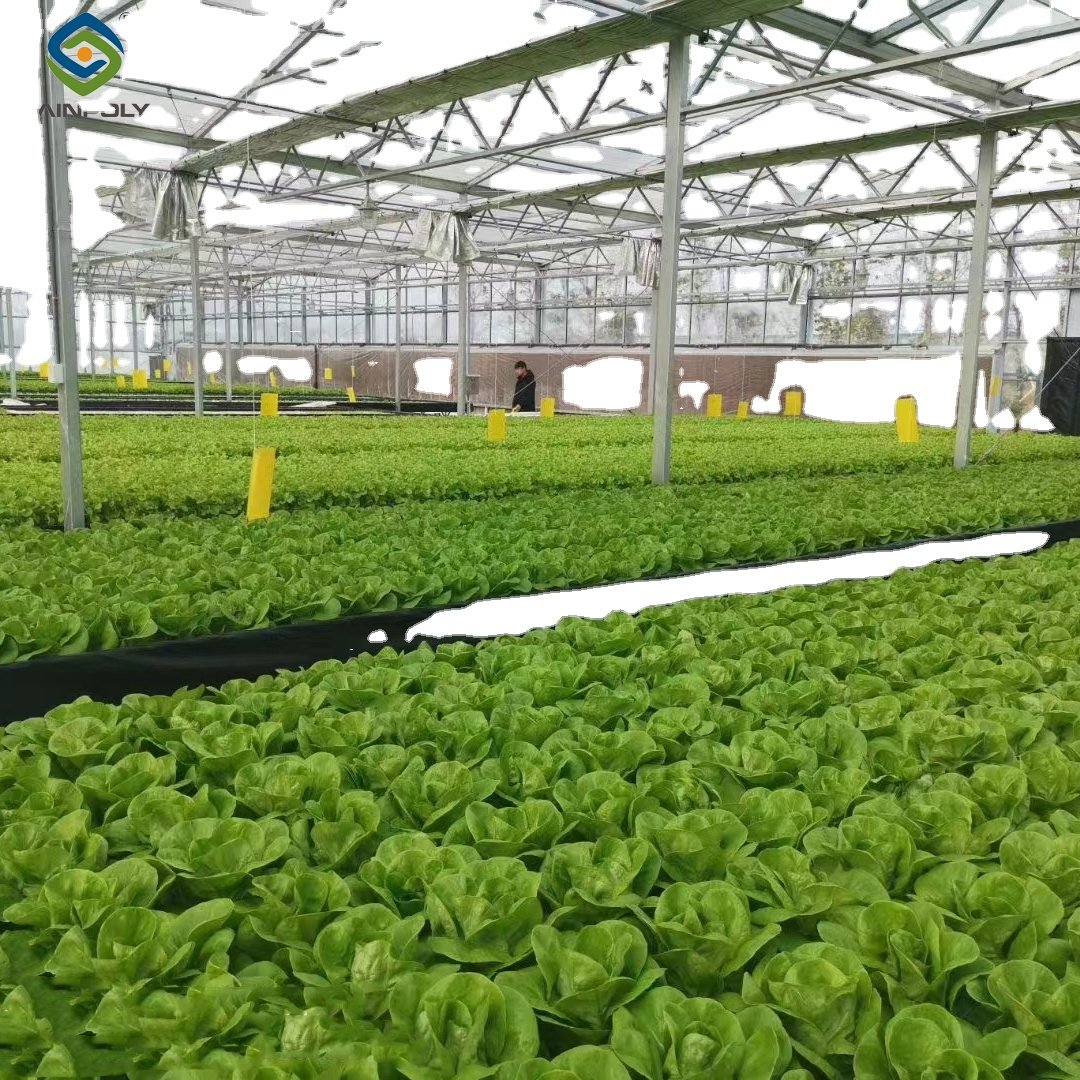 Sainpoly Hot sale Low cost agricultural greenhouses Hydroponic Greenhouses for Vegetable Production for sale