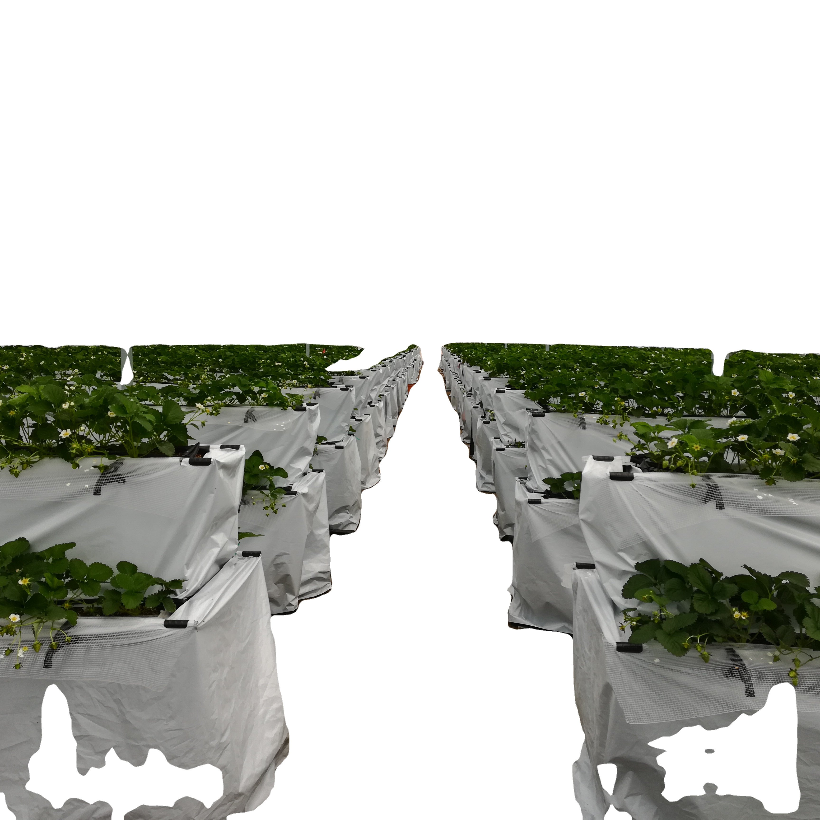 Sainpoly Hot sale Low cost agricultural greenhouses Hydroponic Greenhouses for Vegetable Production for sale