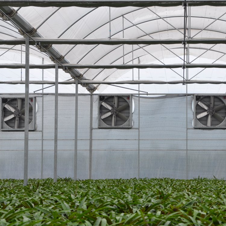 Good Quality And Easily Installed Agricultural/Commercial Green House Greenhouse
