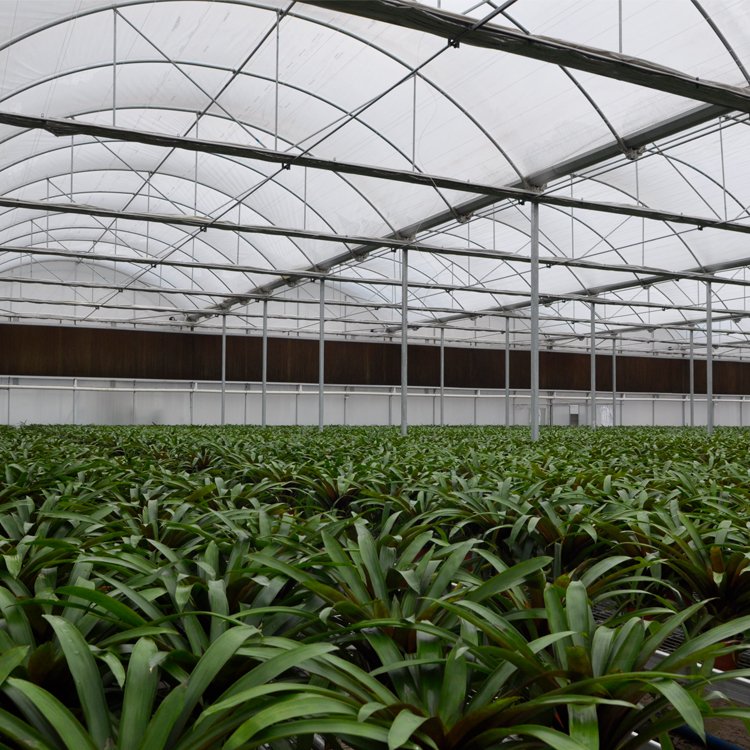 Good Quality And Easily Installed Agricultural/Commercial Green House Greenhouse