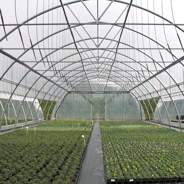 CHOYUEH Low cost tunnel film greenhouse for growing strawberry