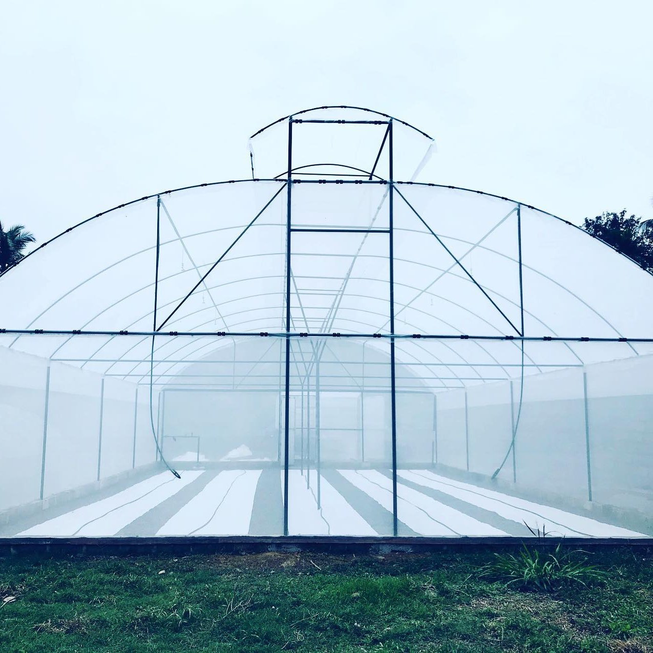 Low Cost Plastic Tunnel Top Ventilation PE Film Single-span Ventilated Greenhouses Frame