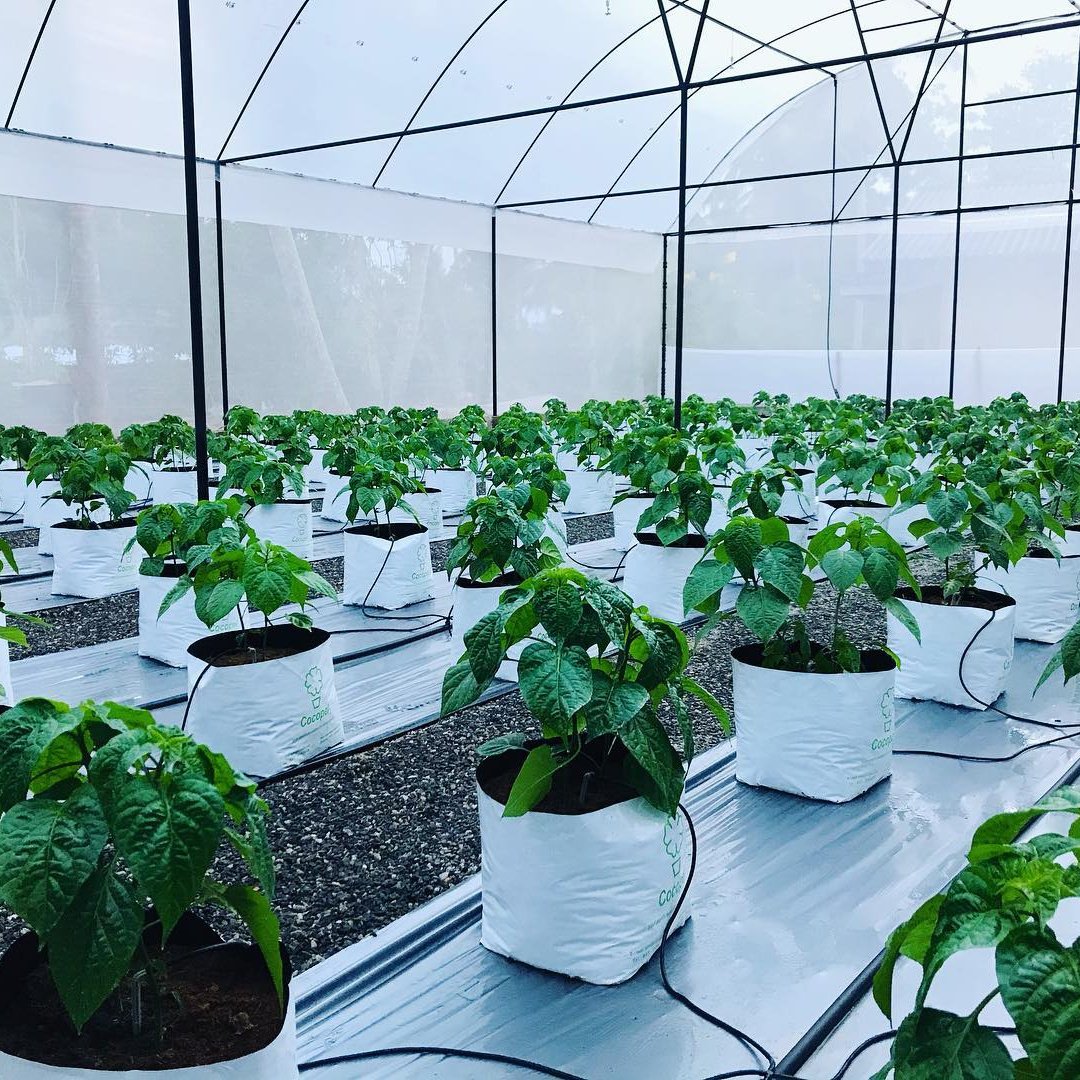 Low Cost Plastic Tunnel Top Ventilation PE Film Single-span Ventilated Greenhouses Frame