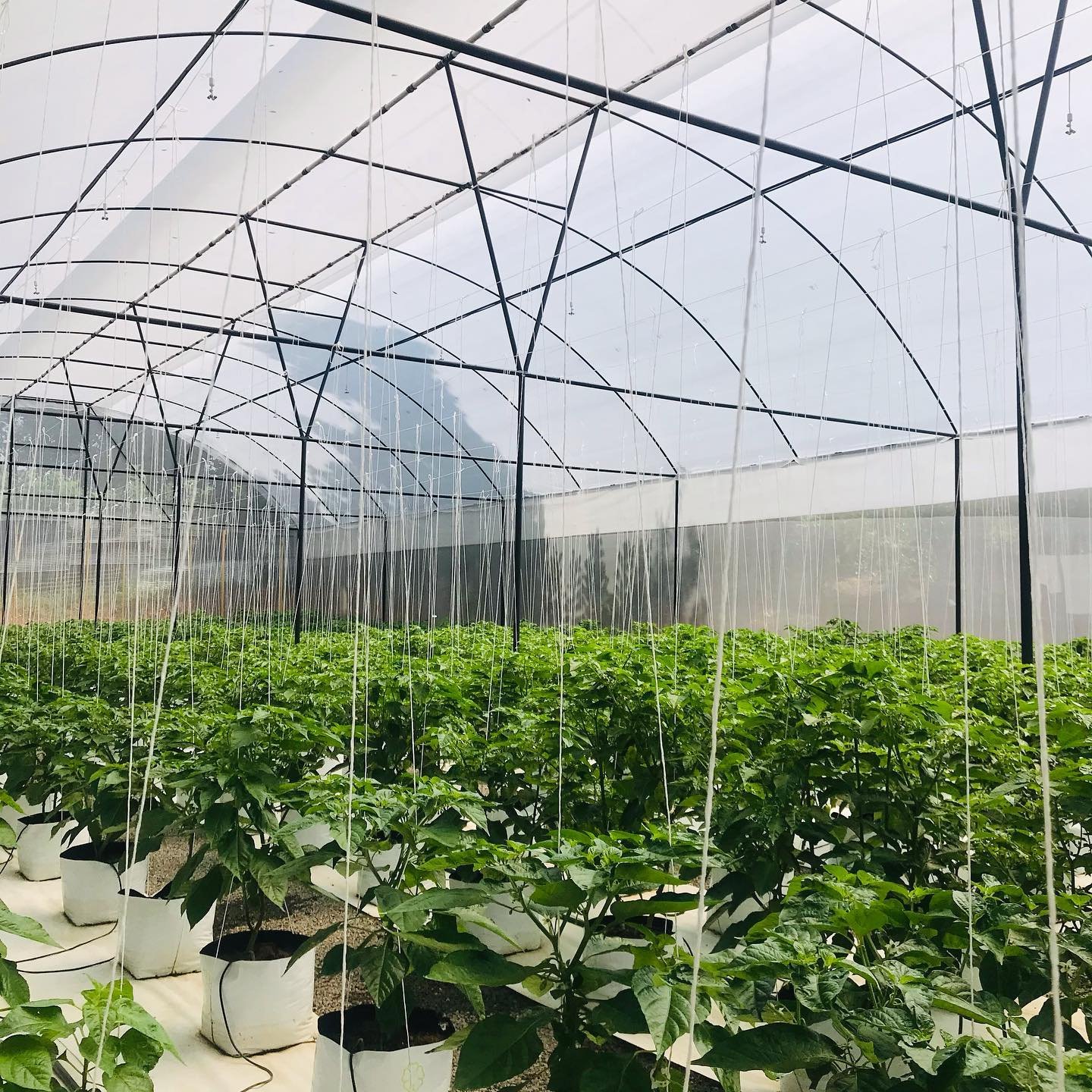 Low Cost Plastic Tunnel Top Ventilation PE Film Single-span Ventilated Greenhouses Frame
