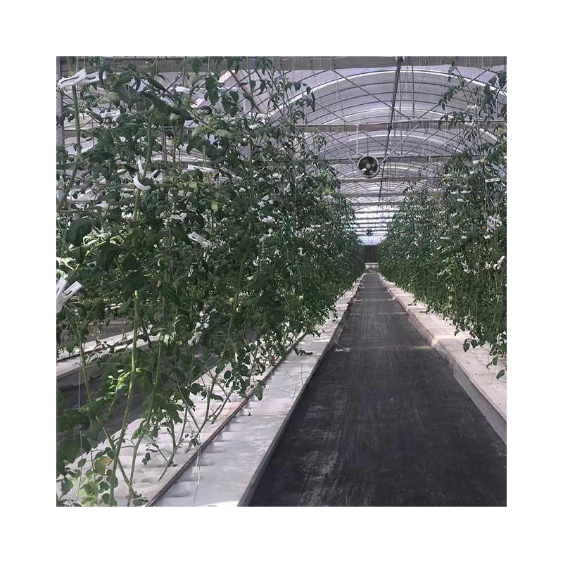 Single-span Low Tunnel Plastic Film UV Resistant Agricultural Polyhouse Seeding Greenhouse For Tomato Growing