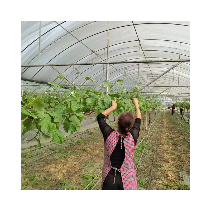 Single-span Low Tunnel Plastic Film UV Resistant Agricultural Polyhouse Seeding Greenhouse For Tomato Growing