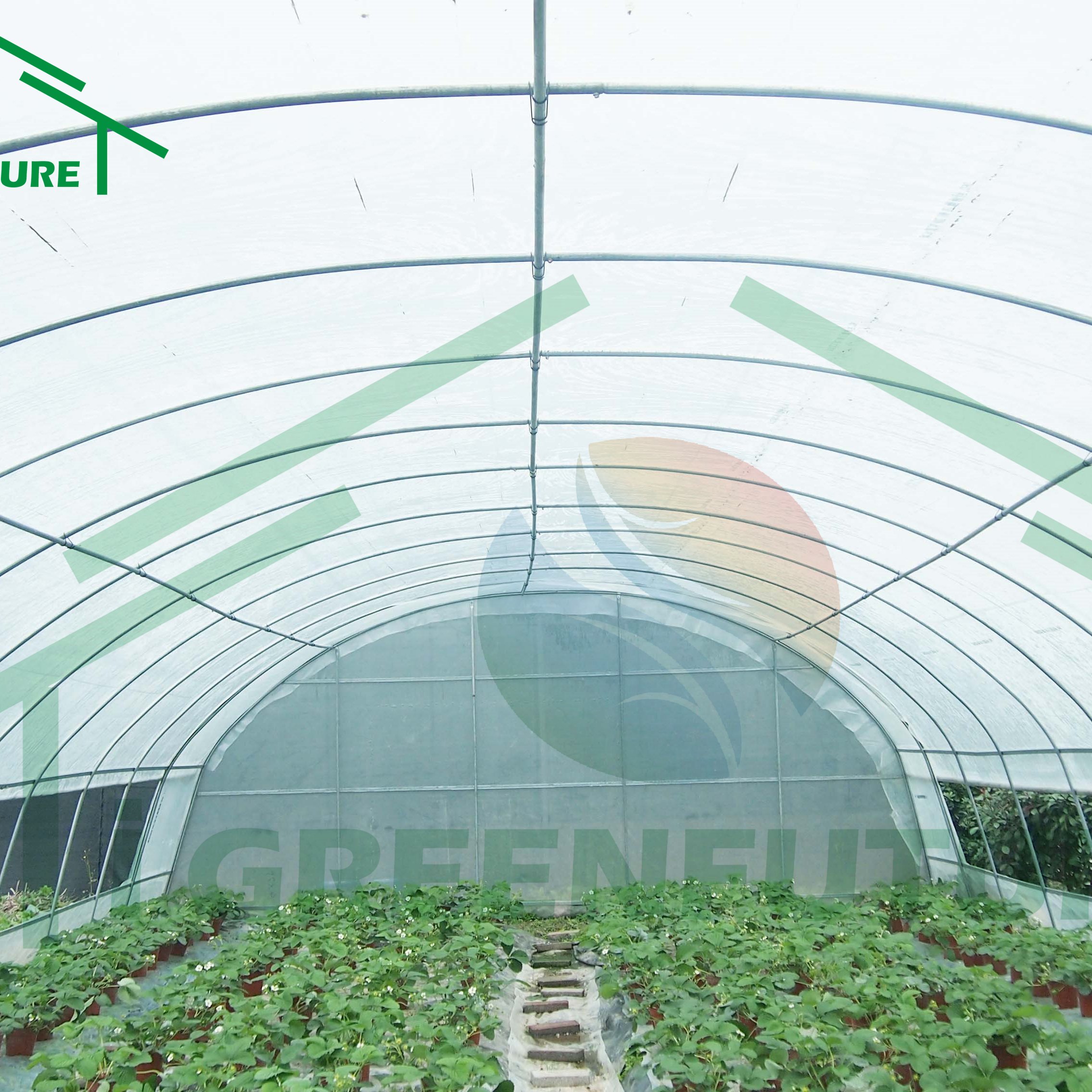 Agricultural/Commercial/Industrial Plastic FilmLow Cost Single Span Greenhouse For Sale