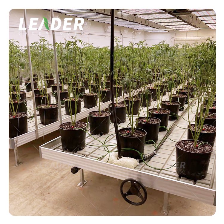 Agricultural tomato hydroponic greenhouse indoor 4x8 movable ebb and flow rack trellis seedbed tray grow table rolling bench