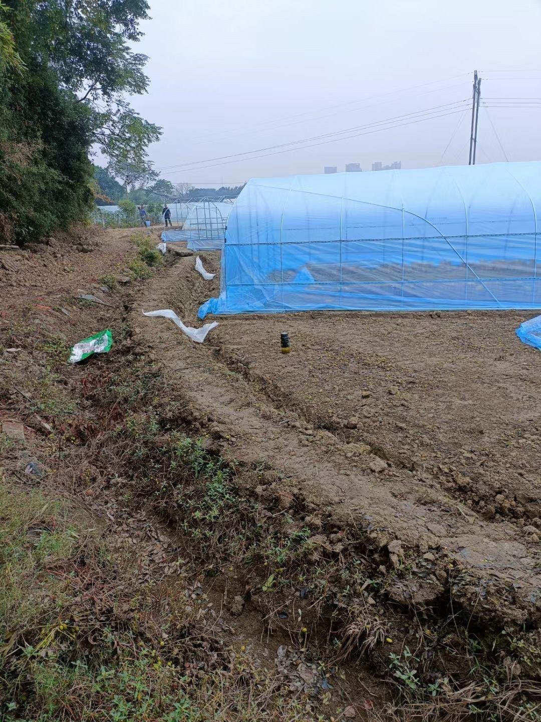 low cost outdoor poly tunnel tomato commercial tunnel structure agricultural plant farm hydroponic hobby greenhouse frame supply