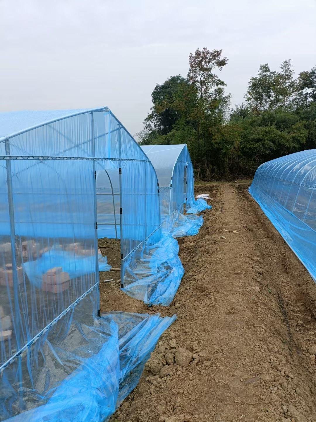 low cost outdoor poly tunnel tomato commercial tunnel structure agricultural plant farm hydroponic hobby greenhouse frame supply