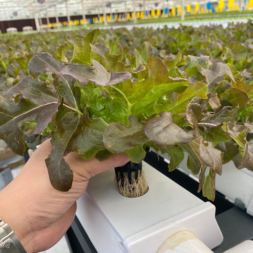 Indoor Vegetable Cultivation Agricultural Greenhouses Vertical Farm Aeroponics System Hydroponic Grow Tower Garden Spiral Plant