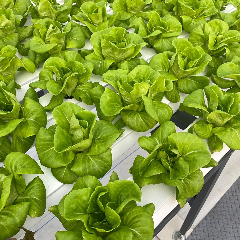 Indoor Vegetable Cultivation Agricultural Greenhouses Vertical Farm Aeroponics System Hydroponic Grow Tower Garden Spiral Plant