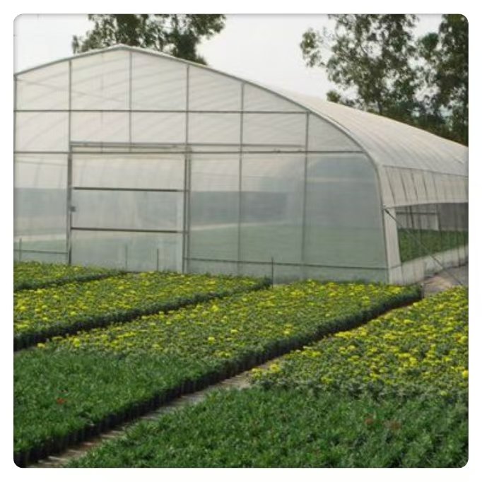 High Quality Commercial Tunnel Greenhouse Tomatoes Large Square PE Film Steel Construction Double Hydroponic Agriculture