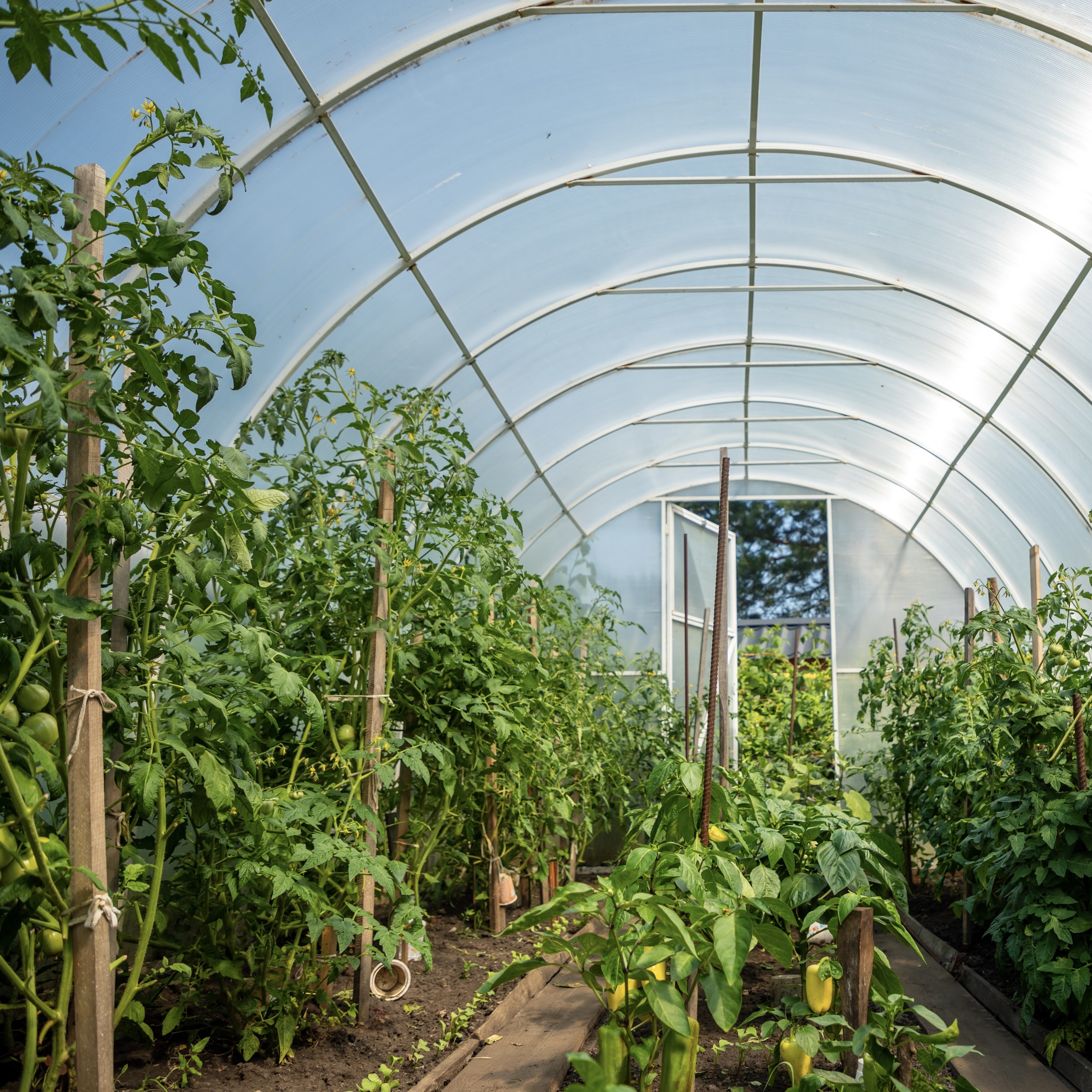 Outdoor Hot Galvanized Steel Frame Commercial Planting Vegetables Fruits Pe Plastic Film Agricultural Greenhouses