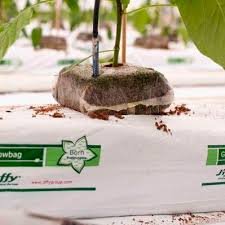 Soilless cultivation of coconut peat substrate grow bag with strawberry planting