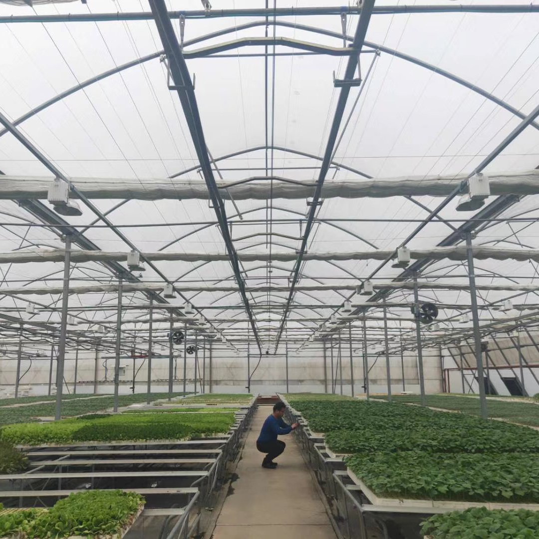 Muchen Greenhouse Farming Single-span PE Film greenhouse for Agriculture Low cost High Tunnel Agriculture greenhouse for sale