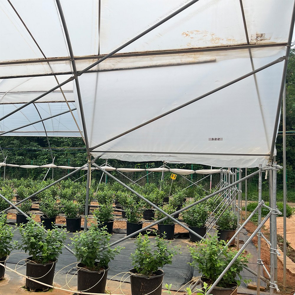 Hot Dipped Galvanized Steel Pipe for Greenhouse Frame Farming