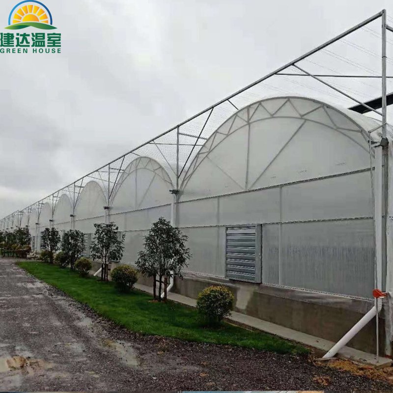 Commercial Used Tunnel Type Plastic Film Multi Span Greenhouse with Hydroponics System for Strawberry and Tomato