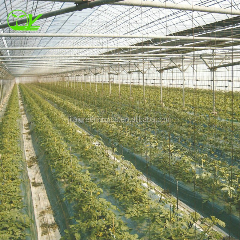 plastic film multi-span greenhouse grow tent for sale
