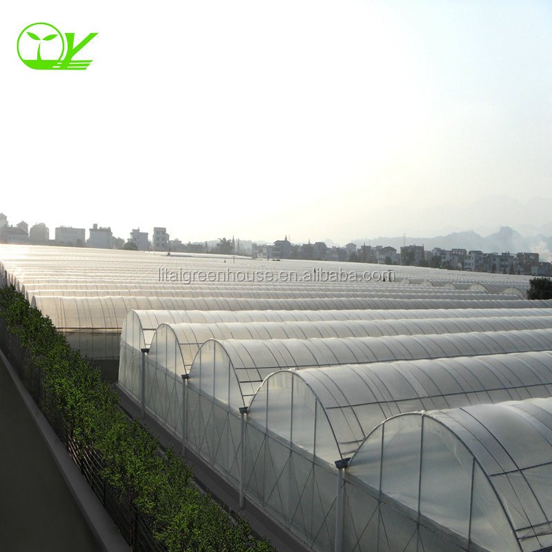 plastic film multi-span greenhouse grow tent for sale