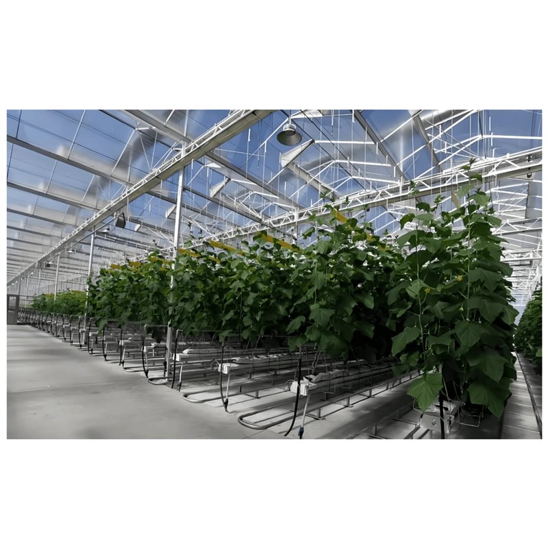 Smart Agricultural Multi-Span Venlo Glass Greenhouse Solar Photovoltaic Greenhouse vegetable fruit planting glass greenhouse
