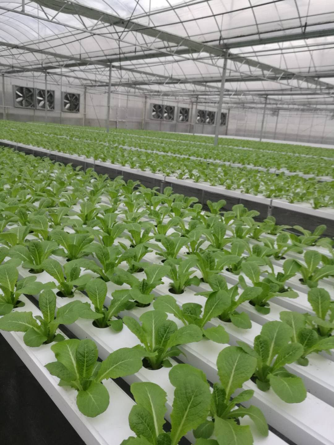 Greenhouse Commercial Plant High Quality Agricultural Greenhouse Hydroponics System Irrigation Nft Hydroponics System Equipment For Growing Planting
