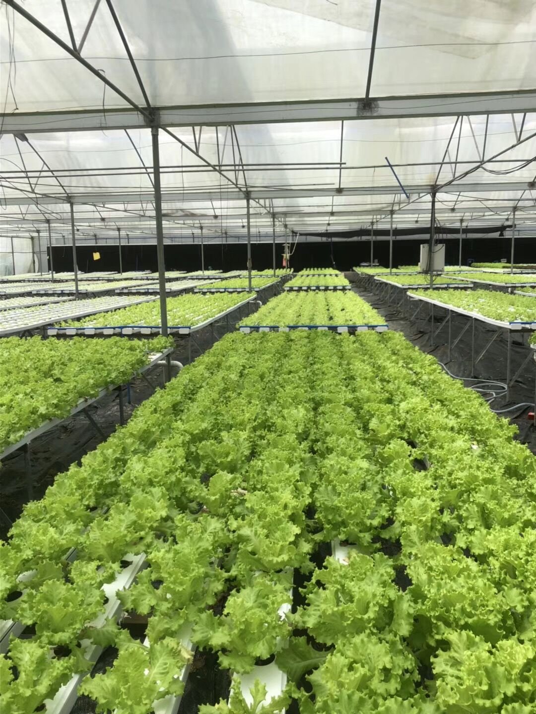Greenhouse Commercial Plant High Quality Agricultural Greenhouse Hydroponics System Irrigation Nft Hydroponics System Equipment For Growing Planting