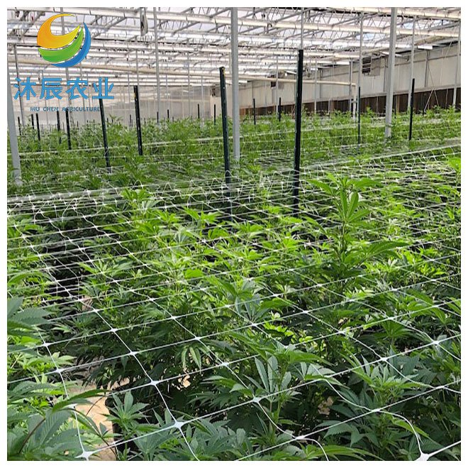 Industrial Hemp Greenhouse Pipe Agriculture Single Span Multi Span Film Greenhouse