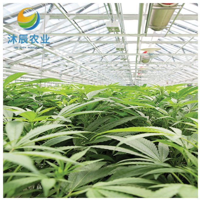 Industrial Hemp Greenhouse Pipe Agriculture Single Span Multi Span Film Greenhouse