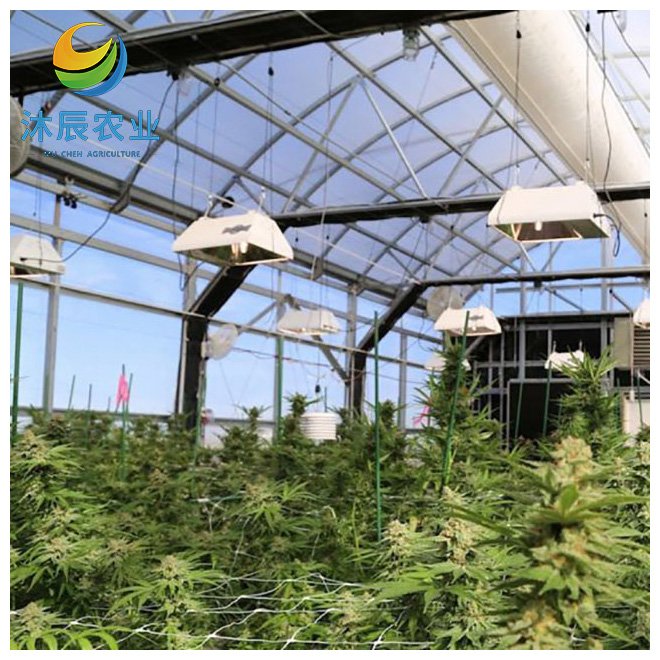 Industrial Hemp Greenhouse Pipe Agriculture Single Span Multi Span Film Greenhouse