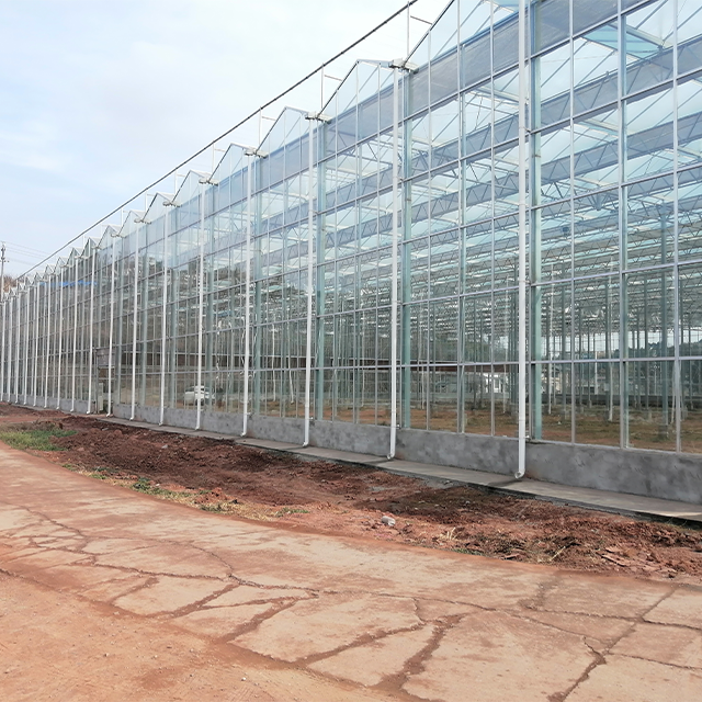 Large Multi-Span Greenhouse with outside Sunshade System for Agriculture & Greenhouse Use