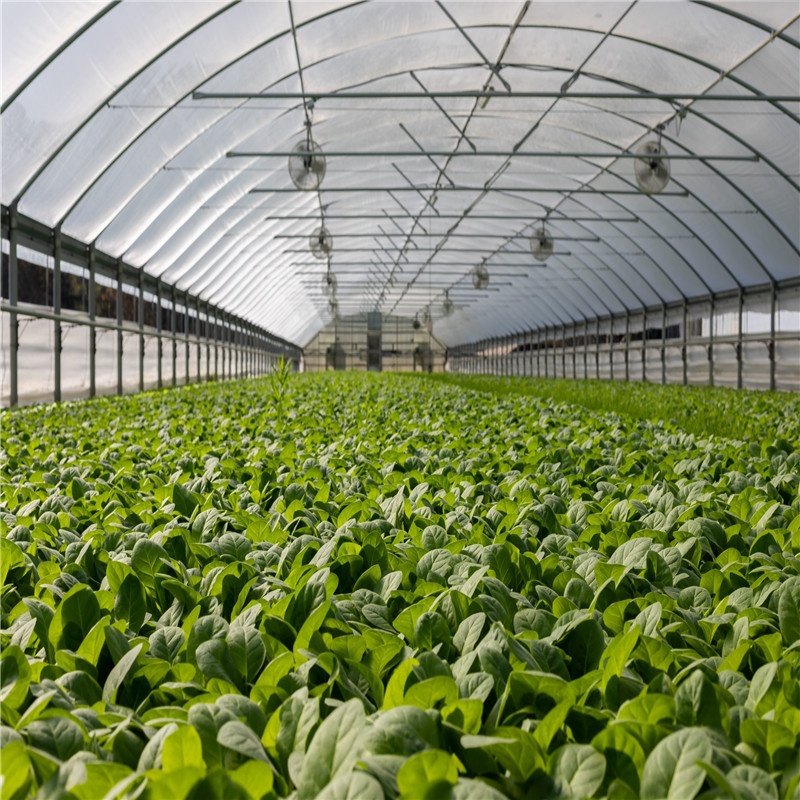 indoor agricultural greenhouse plastic sheet film tunnel greenhouse