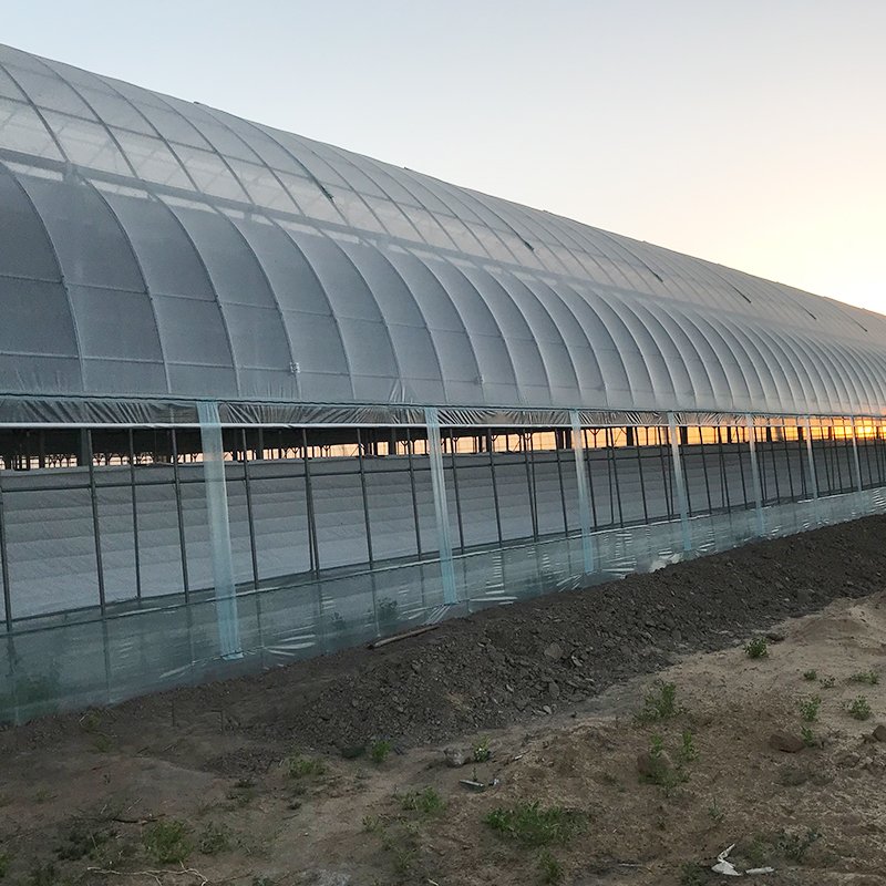 High efficient agricultural commercial grass greenhouse for sale