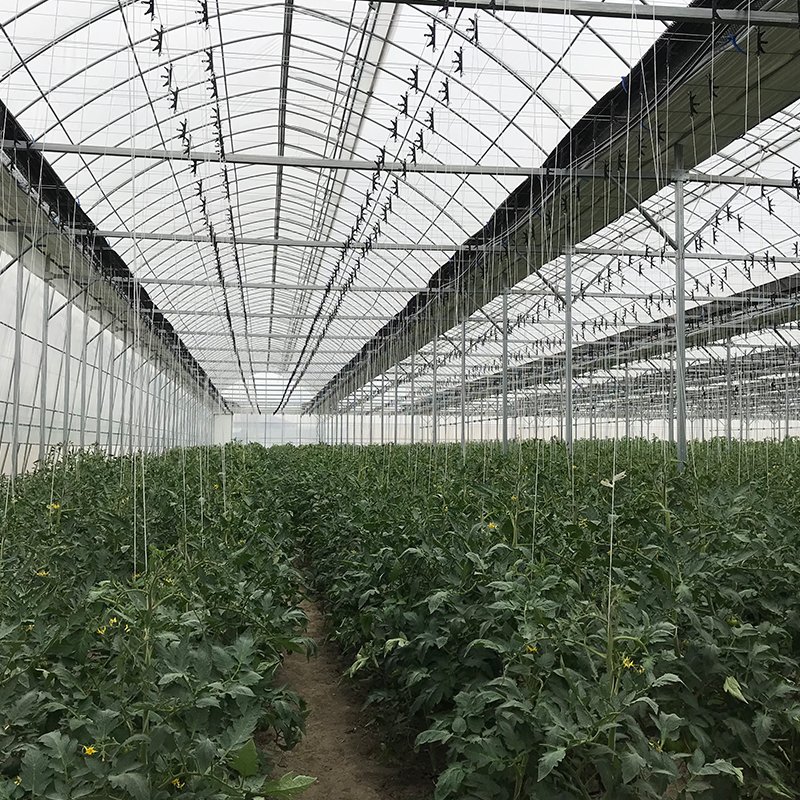 High efficient agricultural commercial grass greenhouse for sale