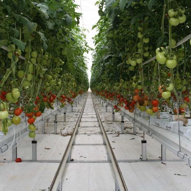 Cocopeat Hydroponics Planting System Multi-span Agricultural Greenhouses Used Growing Gutter For Tomato Large