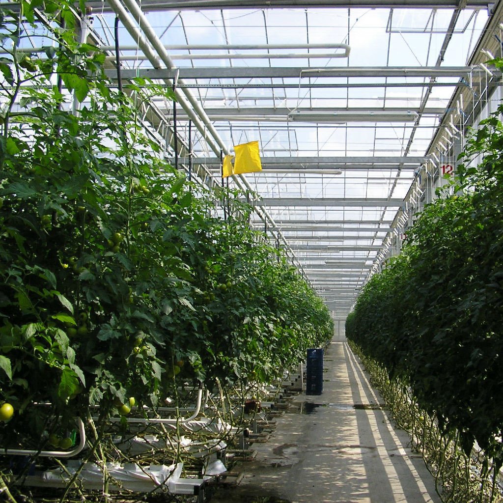 Cocopeat Hydroponics Planting System Multi-span Agricultural Greenhouses Used Growing Gutter For Tomato Large