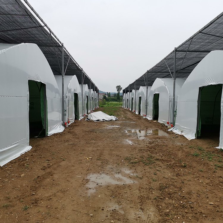 Mushroom growing black white PEP mushroom farm greenhouse agricultural greenhouse for sale