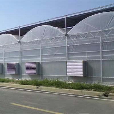 Large Airflow Wall Mounted Industrial Ventilation Fan for Agriculture Greenhouse Farm Cooling