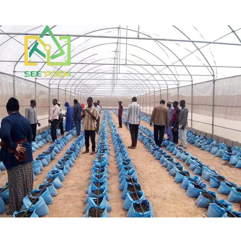 See Poem Cheap High Tunnel Tomato Greenhouse