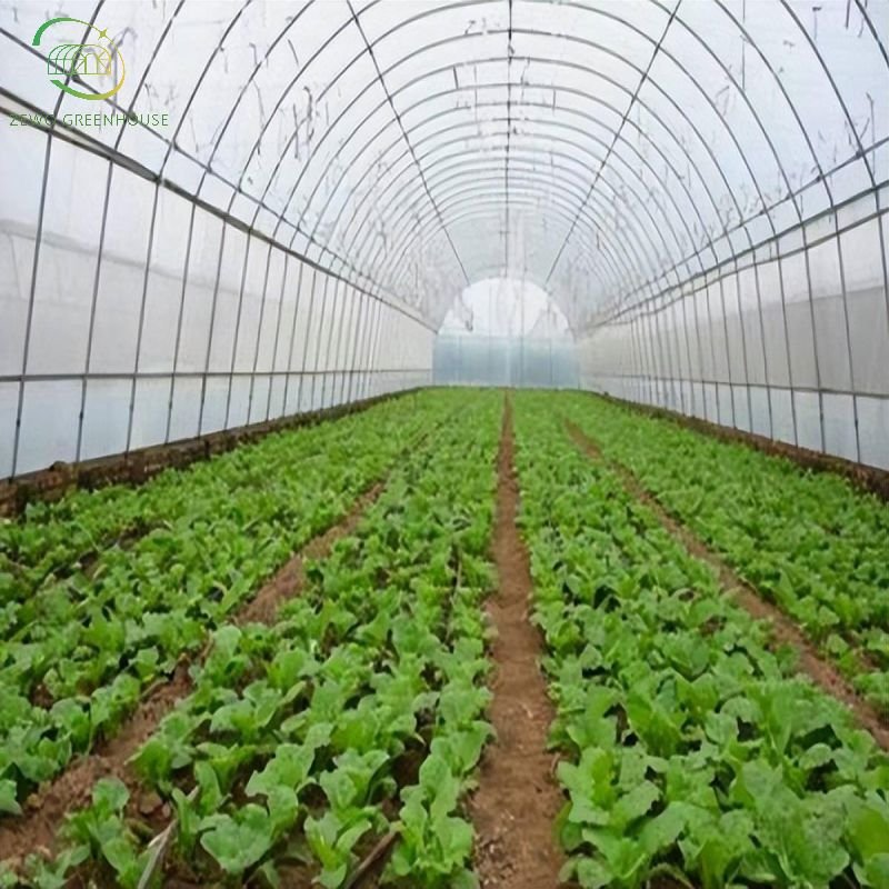 Hot Sale Single-span Film Plastic Tunnel Agricultural Greenhouses Customize Transparent Large Vegetable Fruits Flowers Zewo