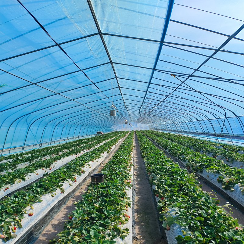 High light Transmission agricultural greenhouses Plastic Film 6mil UV resistant tunnel Greenhouse Hoop House for dragon fruit
