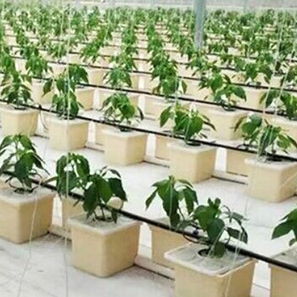 Agricultural greenhouse hydroponic dutch bucket hydroponic vegetable growing system