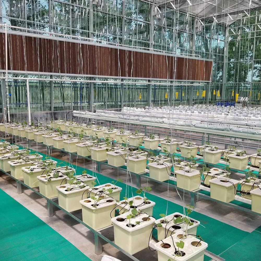 Agricultural greenhouse hydroponic dutch bucket hydroponic vegetable growing system