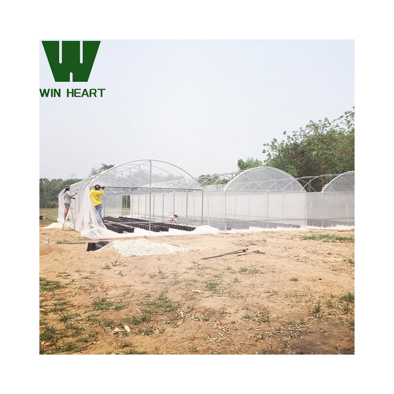 Large Commercial Hydroponics Farming Greenhouse Frame Structure Film Greenhouse 6m x 20m