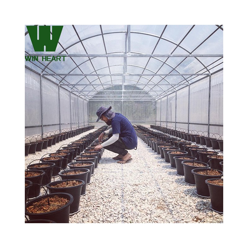 Large Commercial Hydroponics Farming Greenhouse Frame Structure Film Greenhouse 6m x 20m
