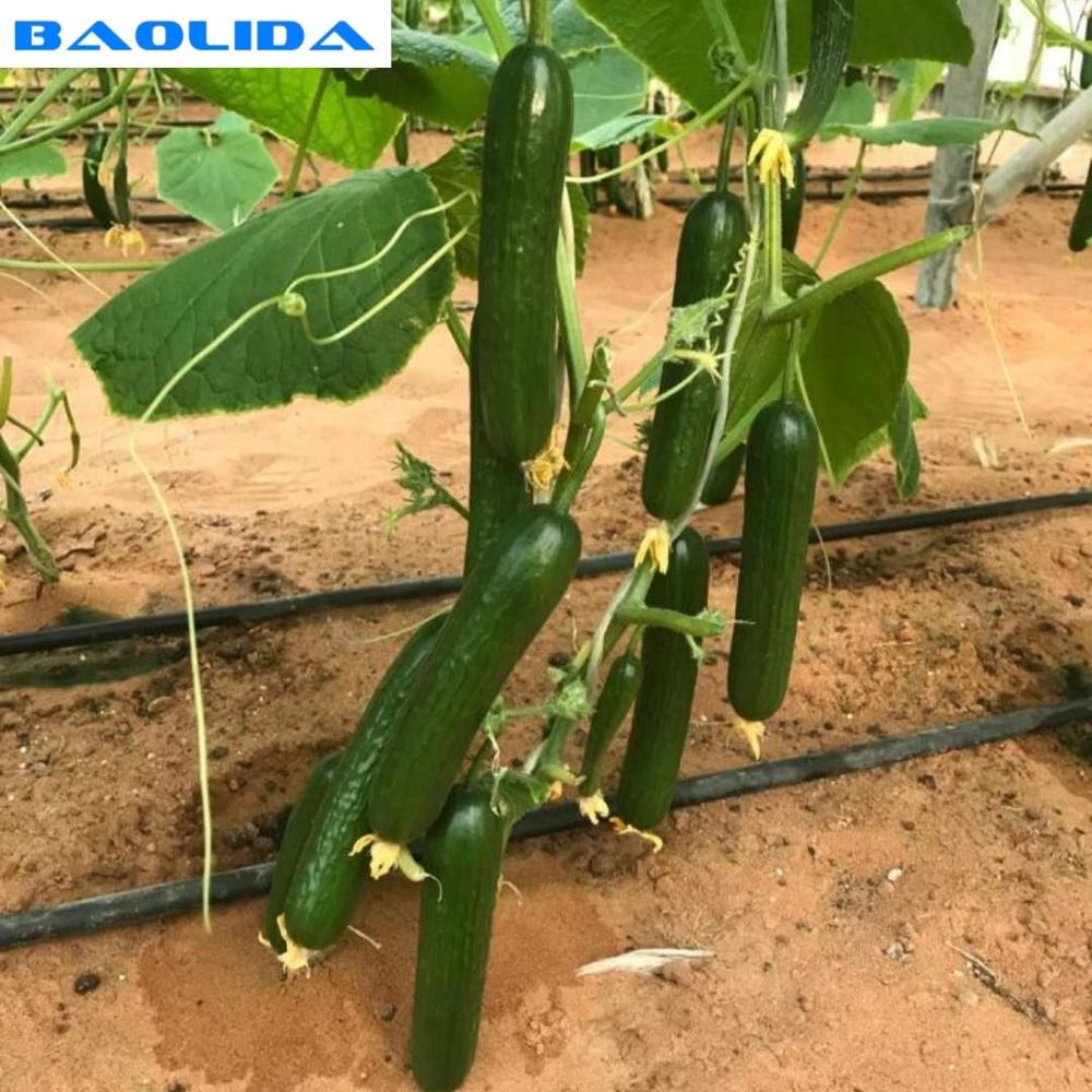 Farming Drip Irrigation System Drip Pipes For Greenhouse