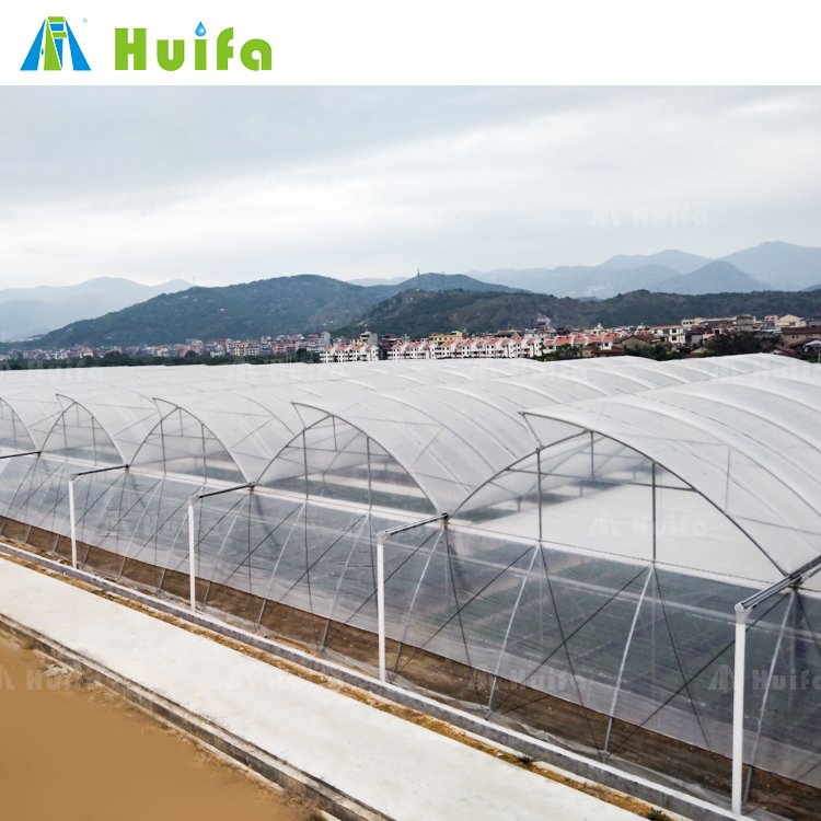 Large Tunnel Size Film Glass Cover Agriculture Greenhouse Manufacturer Uv Treated Plastic Roof Window Fan Large House for Sale